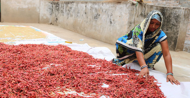 sorting and drying spices