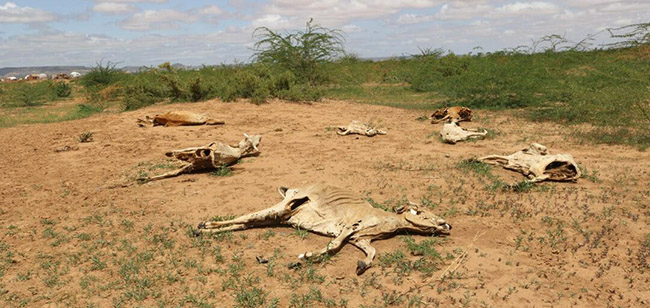 Corne de l'Afrique - Vaches mortes