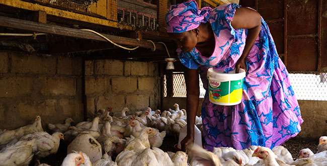 Élevage de poulets au Sénégal
