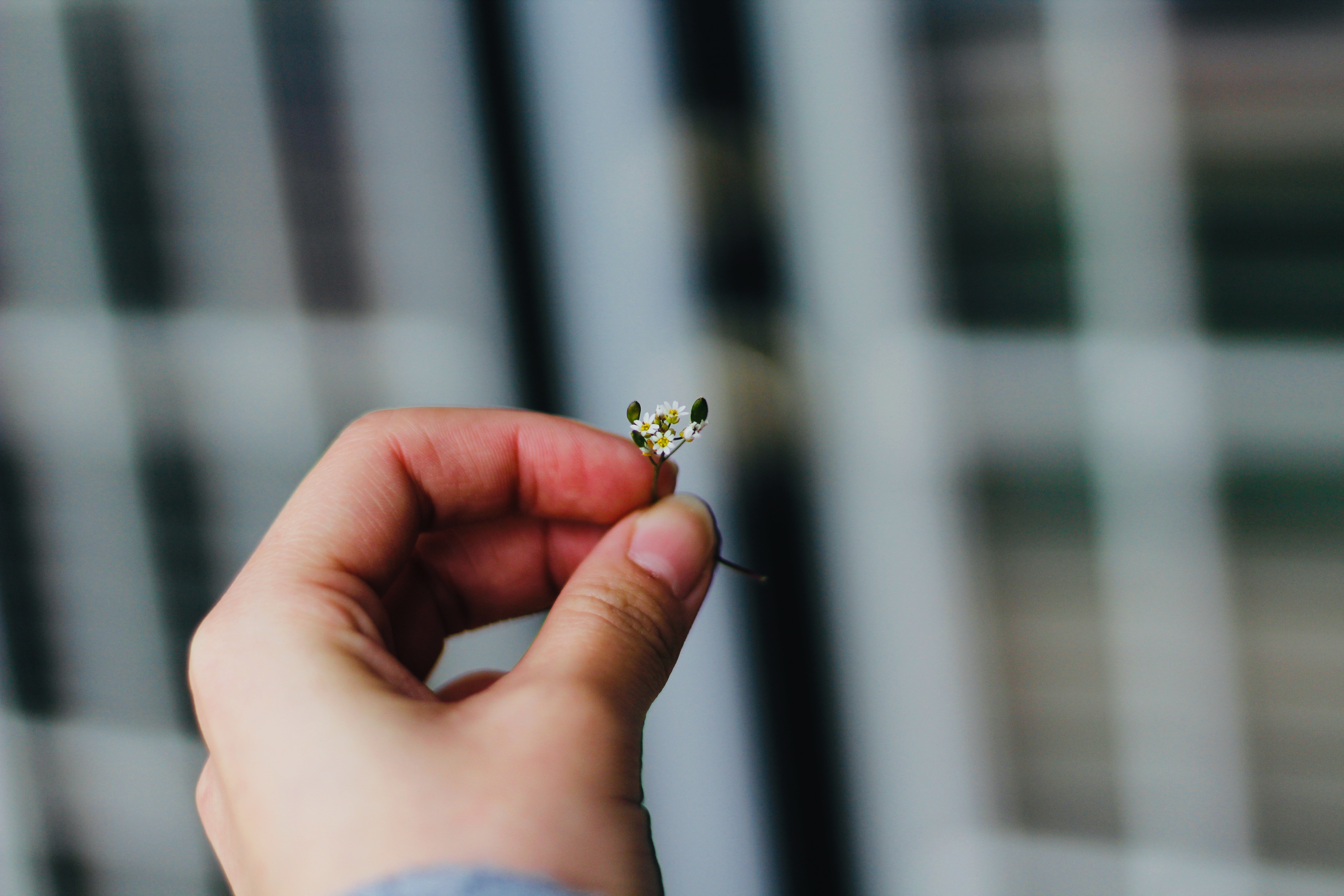 Fille_holding_flower