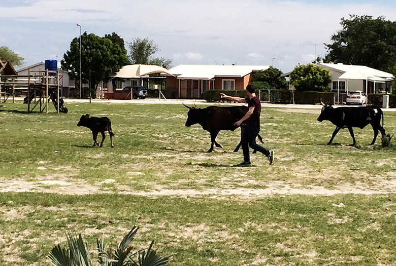 Aaron herding the cows