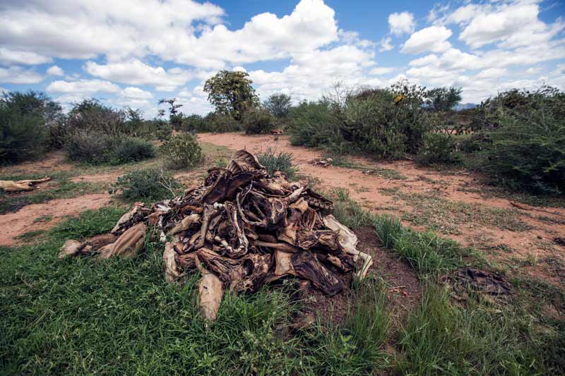 Carcasses mounted outside of Dambala Fachana