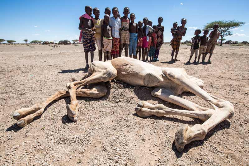Children gather around the carcass of a camel in Kargi village