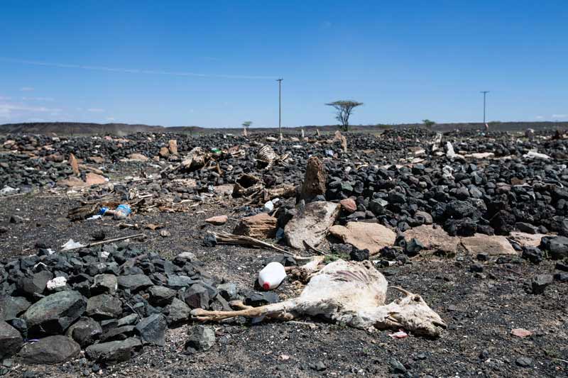 Goat carcasses litter a cemetery in Maikona