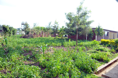 Ferme de pommes de terre au village d'enfants SOS à Jimma, Ethiopie