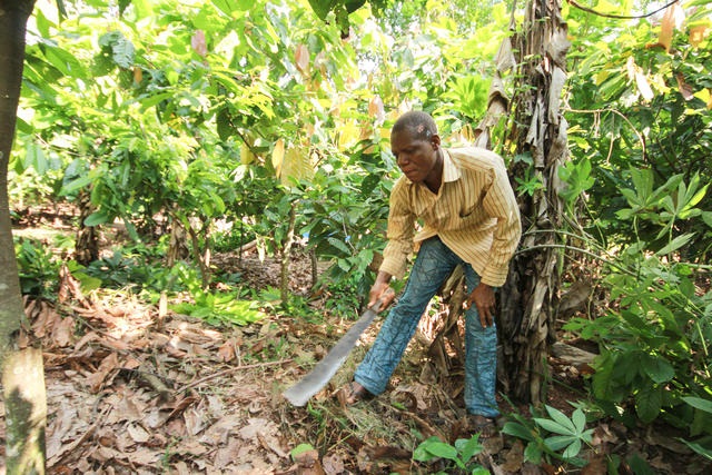 Awini travaillant dur à la récolte du cacao.