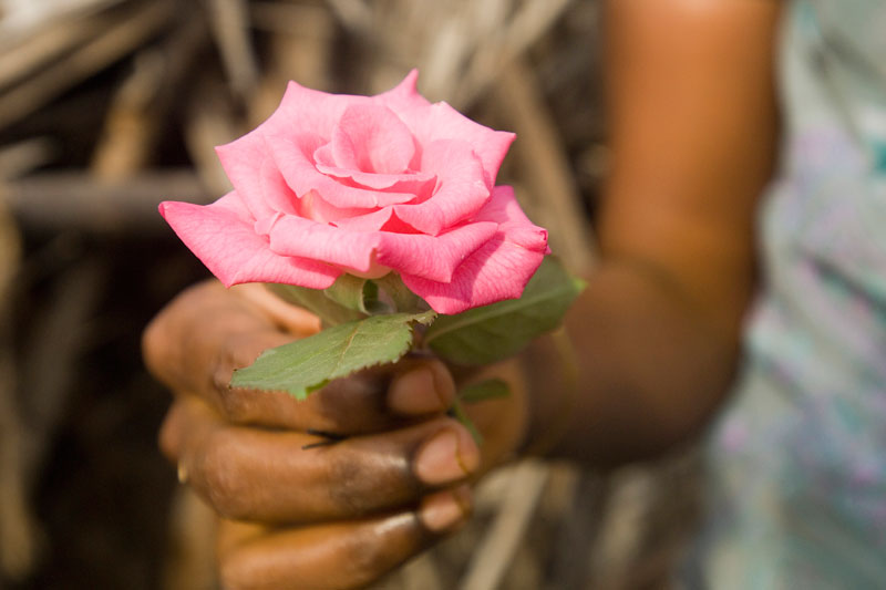 A hand holding a pink rose