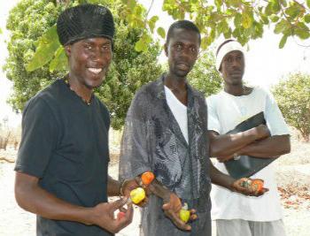 Trois jeunes hommes tenant des légumes en Gambie