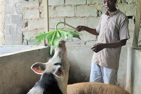 Nigerian-feeding-pigs-400