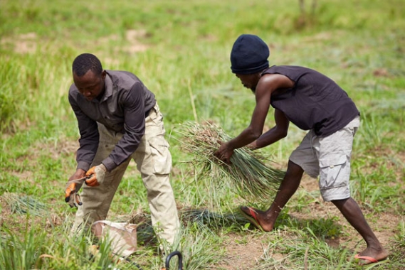 Ghana_project_grEEN