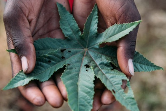 Hands with Leaf
