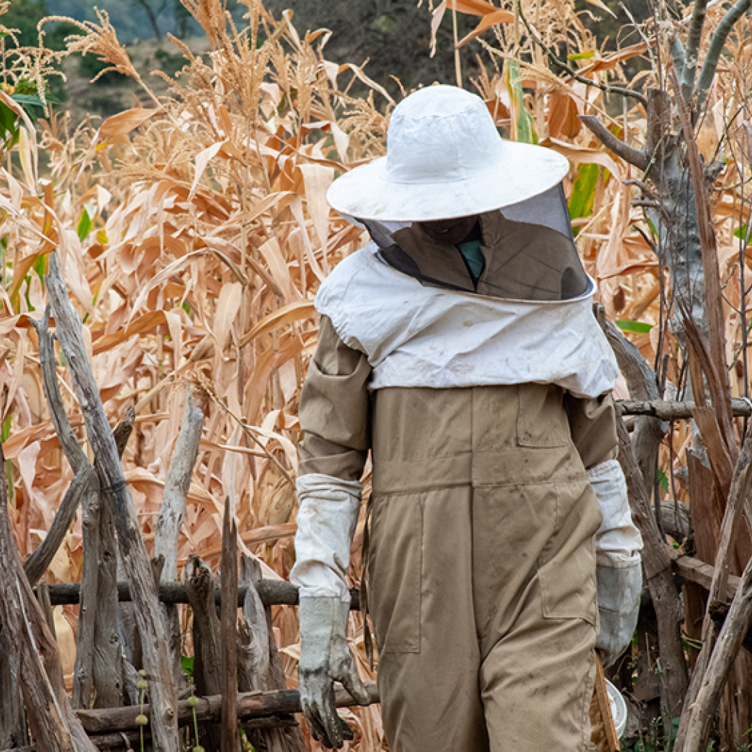 Amanuel, wearing protective beekeeping gear, walking through the Gulele Botanic Center, Ethiopia, to his beehives.