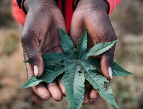 Changement climatique et sécurité alimentaire