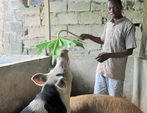 Nigerian-feeding-porcs-400