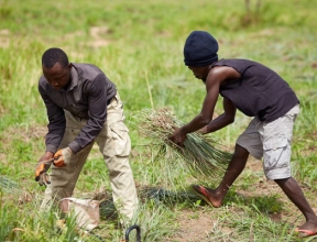 Ghana_project_grEEN