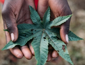 Hands with Leaf