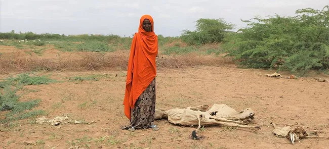 Horn of Africa Cow dead