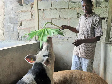 Nigerian-feeding-pigs-400