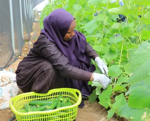 Fatima harvesting cucumbers, Baidoa
