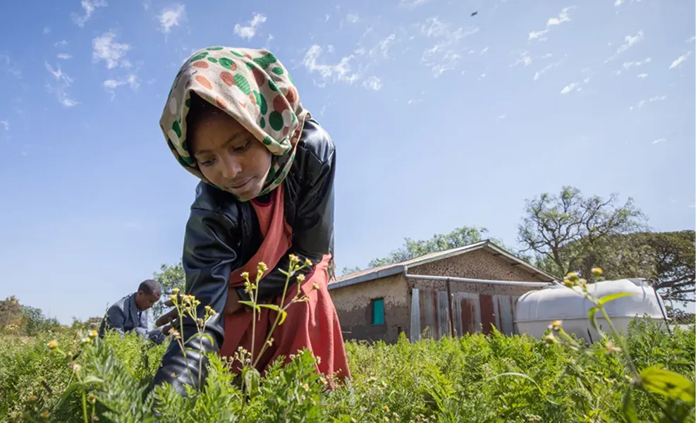 A young girl in Ethiopia working in her garden