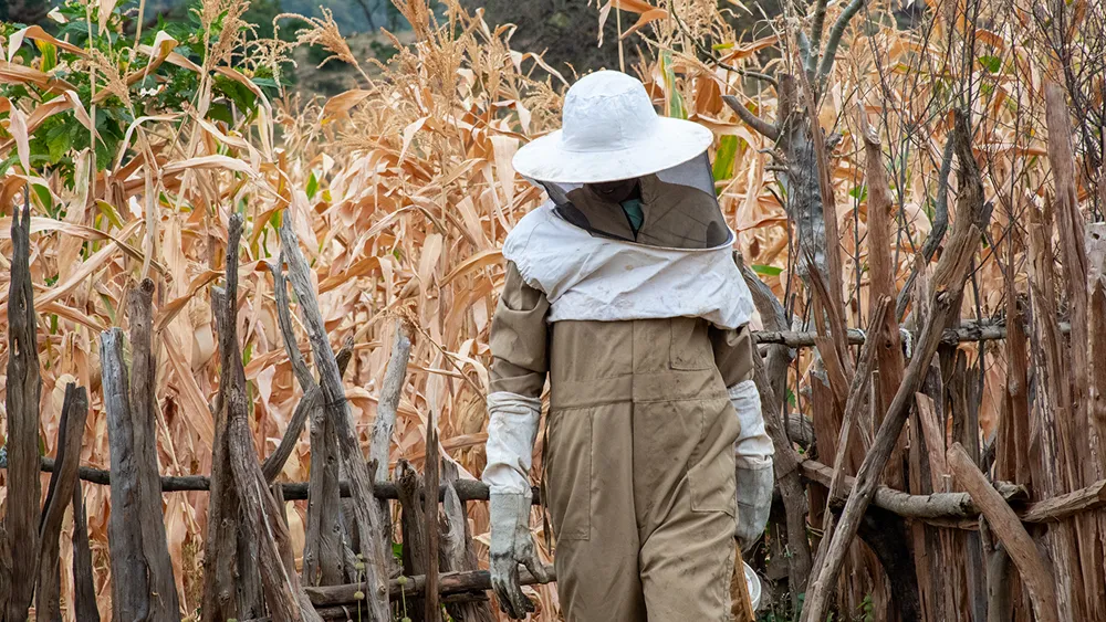 Amanuel, wearing protective beekeeping gear, walking through the Gulele Botanic Center, Ethiopia, to his beehives.