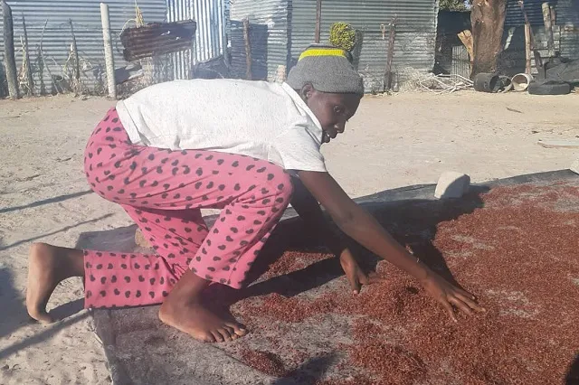 Laeticia* spreads out fresh sorghum in preparation to sell it.